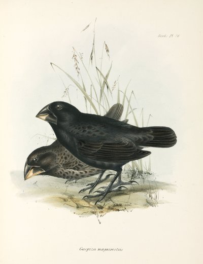 Pair of Large Ground Finches, Galapagos Islands, c 1832-1836 by Unbekannt