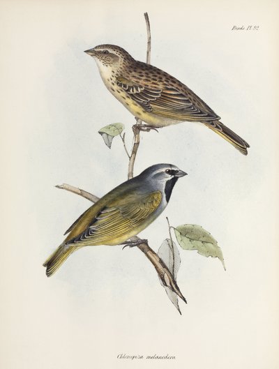 Pair of sparrows or finches, c 1832-1836 by Unbekannt