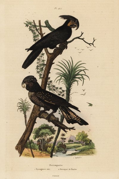 Palm cockatoo, Probosciger aterrimus, and red-tailed black cockatoo, Calyptorhynchus banksii by Unbekannt