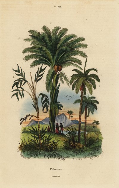 Palm Trees: Date Palm, Phoenix Dactylifera 1, Attalea Species 2, and Geonoma Species 3 by Unbekannt