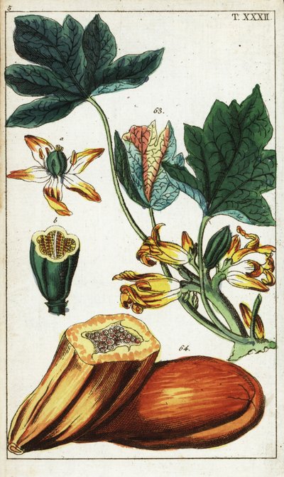 Papaya fruit, section, flowers and leaves, Carica papaya by Unbekannter Künstler