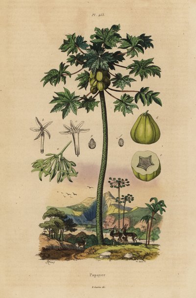 Papaya or Pawpaw Tree with Fruit and Cross Section of Fruit by Unbekannt
