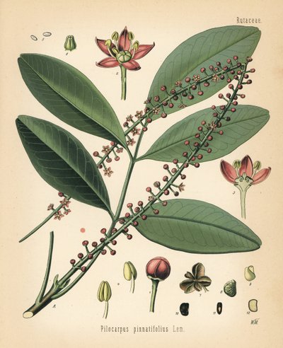 Paraguay jaborandi, Pilocarpus pennatifolius. Chromolithograph after a botanical illustration by Walther Muller from Hermann Adolph Koehler