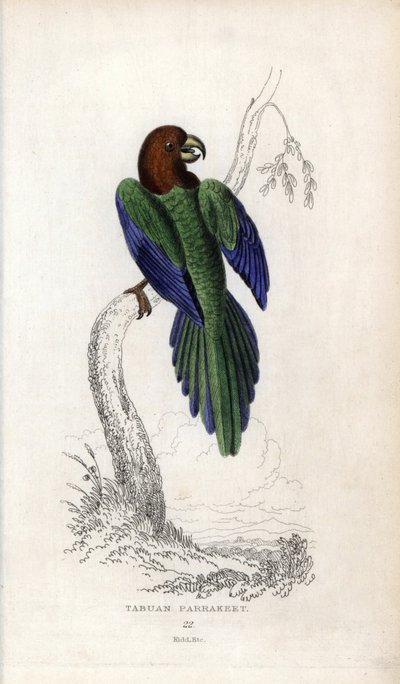 Parakeet Pumpadour, Prosopeia tabuensis. Psittacus tabuensis by Unbekannter Künstler