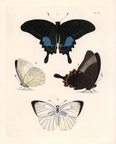 Paris peacock butterfly and mottled emigrant by Unbekannter Künstler