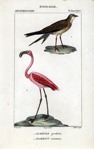 Partridge and Pink Flamingos - Collared Pratincole and Greater Flamingo by Unbekannter Künstler
