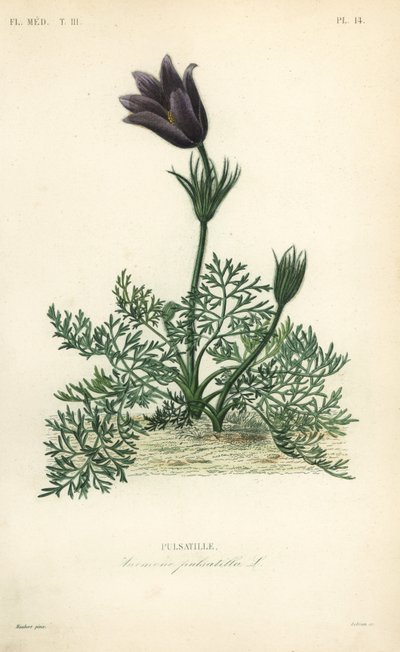 Pasqueflower or Dane