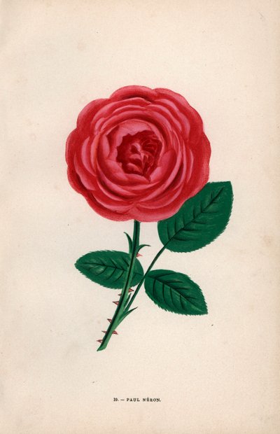 Paul Neron Rose, Scarlet Hybrid Raised by Monsieur Levet in Lyon in 1869. Chromolithograph Drawn and Lithographed After Nature by F. Grobon from Hippolyte Jamain and Eugene Forney