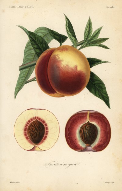 Peach Fruit, Section Through White Flesh and Red Flesh Varieties by Unbekannt
