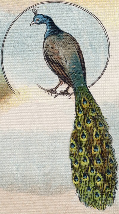 Peacock. Engraving in "Alphabet de ma petite fille". Bernardin-Bechet and Fils, bookseller-publishers, Paris, around 1895 by Unbekannt