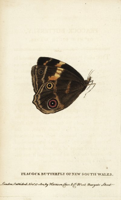 Peacock butterfly of New South Wales by Unbekannter Künstler