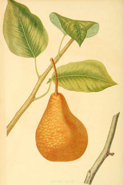 Pear of the Boscs Bottle Pear Variety, an Old Pear Variety by Unbekannter Künstler