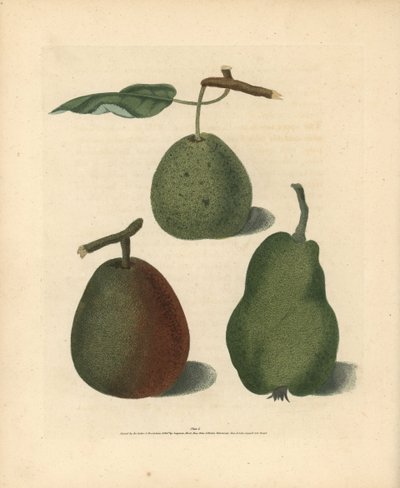 Pear varieties, Pyrus communis: Cressan, Gansell