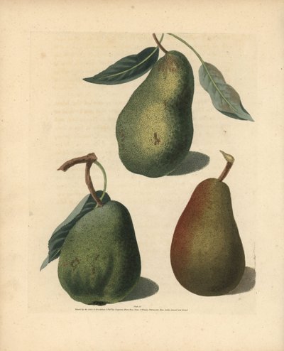 Pear varieties, Pyrus communis: Saint Germain, Colmar and Brown Beuree. Handcoloured stipple engraving of an illustration by George Brookshaw from his own Pomona Britannica, London, Longman, Hurst, etc. by Unbekannter Künstler