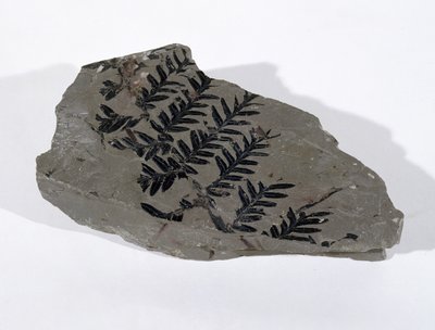 Pecopteris (Gymnosperm Frond) Found at Camerton, Somerset, Upper Carboniferous Period by Unbekannt