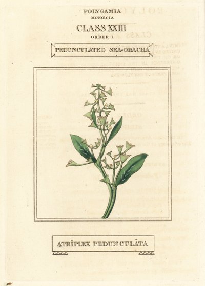 Pedunculate sea-purslane, Atriplex pedunculata by Unbekannter Künstler