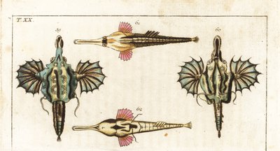 Pegase, long-tailed butterfly fish, Short dragonfish, and longtail seamouth by Unbekannter Künstler