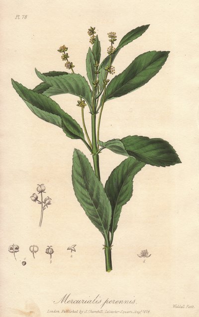 Perennial mercuriale or perennial or dog cabbage (Mercurialis perennis) - Strong water by William Clarke to illustrate Medical Botanical, Description of the Medicinal Plants of London, Edinburgh and Dublin by John Stephenson and James Morss Churchill by Unbekannter Künstler