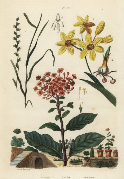 Perennial Rye Grass, Lolium Perenne 1,2, Spotted African Corn Lily, Ixia Maculata Var by Unbekannt