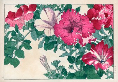 Petunia variete (pink and white). Petunia varieties. Handcoloured woodblock print from Konan Tanigami