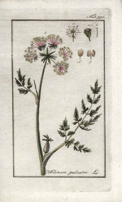 Peucedan Marsh or Marsh Parsley (Selinum marsh). Lithograph from 