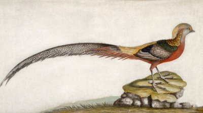 Pheasant by Unbekannter Künstler