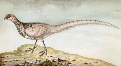 Pheasant by Unbekannter Künstler