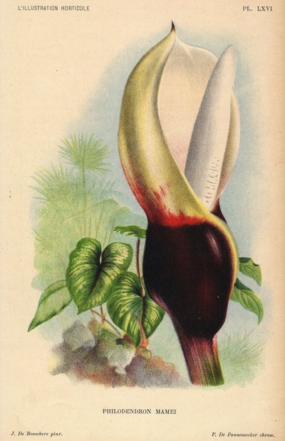 Philodendron mamei with white and blood red inflorescence. Tropical exotic plant. Illustration by J. de Bosschere, lithography by P.de Pannemaeker, published around 1880 in Ghent (Belgium), in L