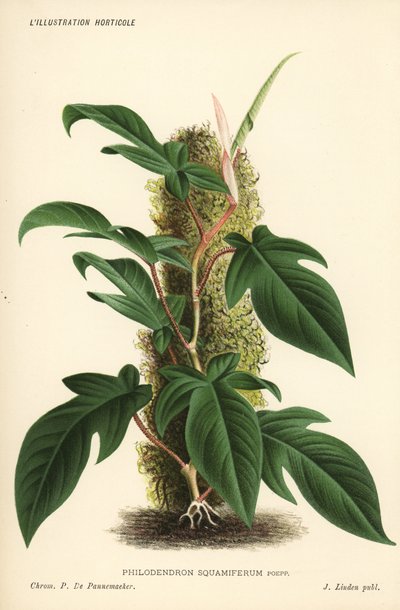 Philodendron squamiferum foliage plant by Unbekannter Künstler