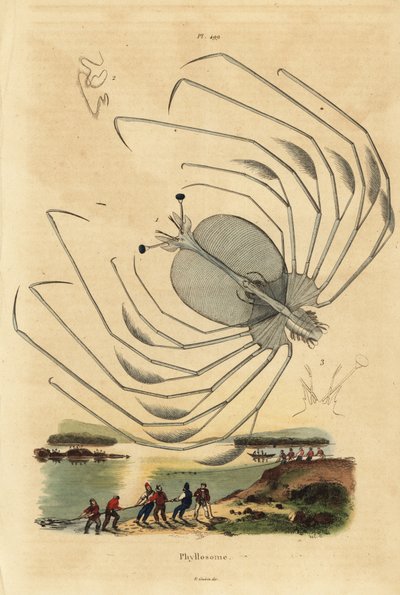 Phyllosoma larval stage of a spiny lobster by Unbekannt