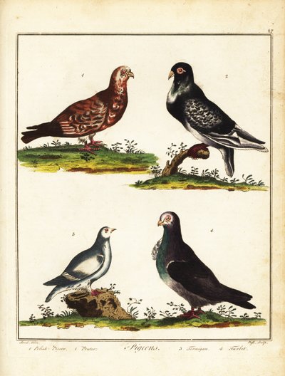 Pigeons: Polish pigeon, pouter, ptarmigan and turbit by Unbekannter Künstler
