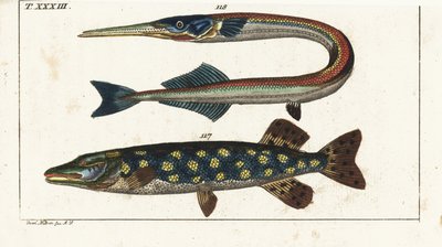 Pike (or northern pike) and sea needle or garfish by Unbekannter Künstler