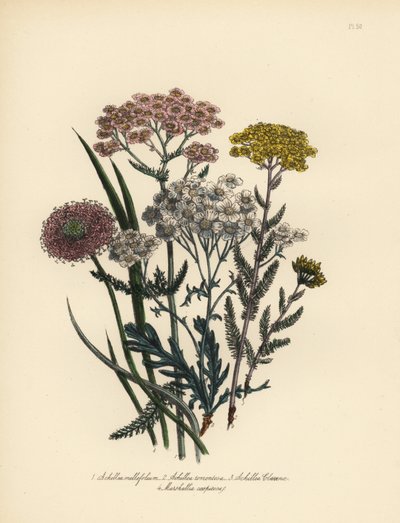 Pink-flowered milfoil, golden yarrow, Clavena