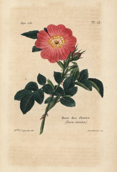 Pink Dog, Dog Rose. Handcoloured lithograph by Lecouturier after a botanical illustration by Miss F. Legendre from Pierre Boitard