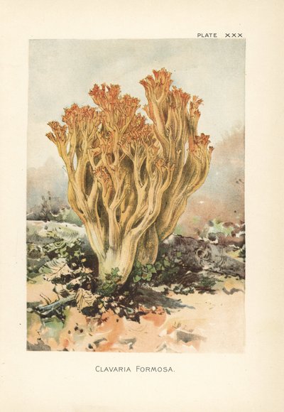 Pink Coral Fungus or Beautiful Clavaria by Unbekannter Künstler