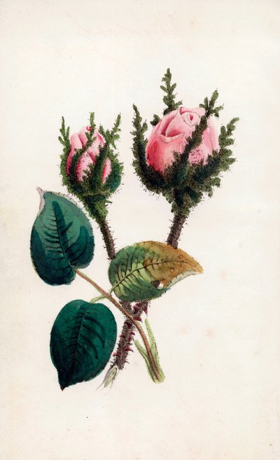 Pink moss, Rosa muscosa by Unbekannter Künstler