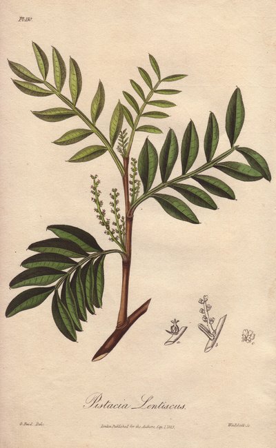 Pistacia lentiscus (Pistacia lentiscus) - Strong Water by William Clarke to illustrate Medical Botanical, Description of the Medicinal Plants of London, Edinburgh and Dublin by John Stephenson and James Morss Churchill by Unbekannter Künstler