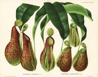 Pitcher Plant Varieties by Unbekannter Künstler