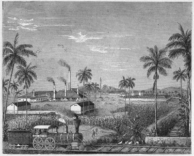 Plantation of sugar cane in Cuba, c.1880 (engraving) by Unbekannter Künstler
