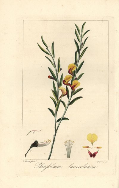Platylobium lanceolatum, native to Australia by Unbekannter Künstler
