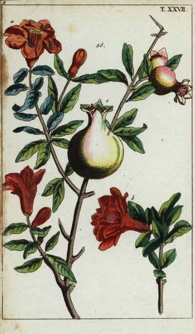 Pomegranate Flowers and Fruit on a Branch, Punica Granatum by Unbekannter Künstler