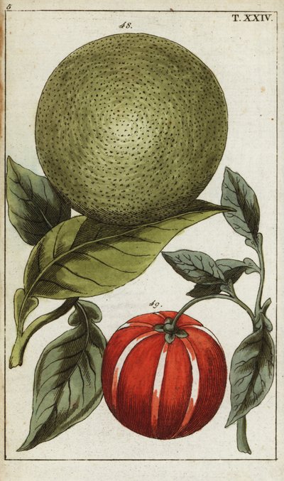 Pomelo or pummelo, Citrus maxima by Unbekannter Künstler