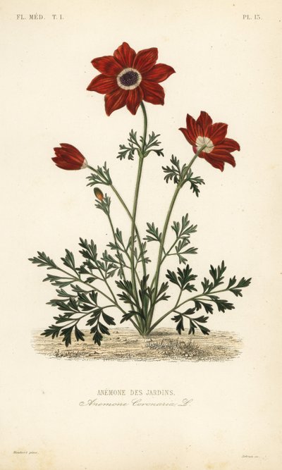 Poppy anemone, Anemone coronaria by Unbekannt