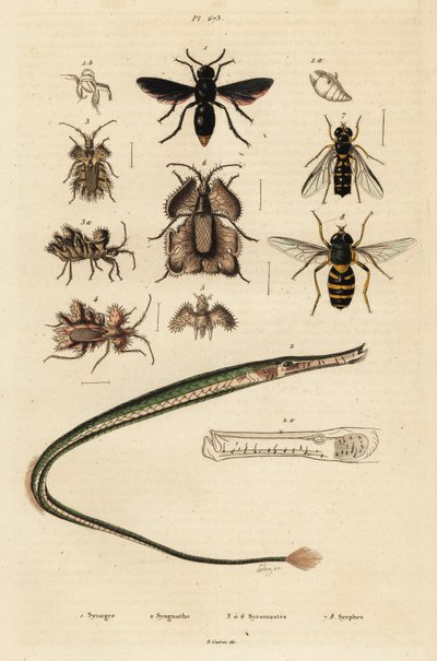 Potter wasp, pipefish, golden egg bug and hoverfly (engraving) by Unbekannter Künstler
