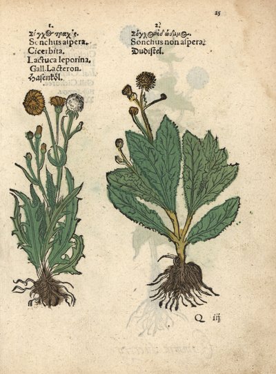 Prickly sow-thistle and smooth sow-thistle by Unbekannter Künstler