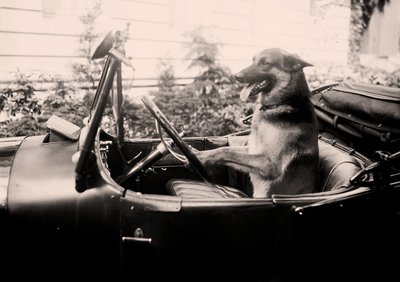 Prize winning Police dog Alex behind the wheel of a car by Alec Hunter