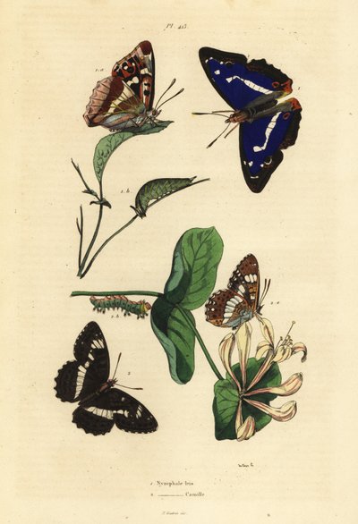 Purple emperor and Eurasian white admiral by Unbekannt