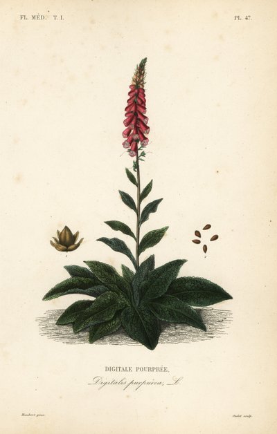 Purple foxglove or lady