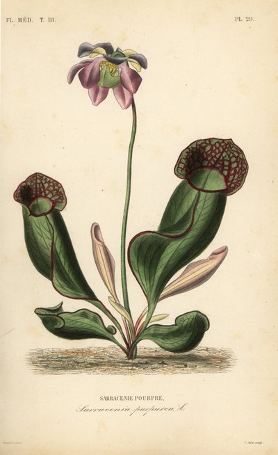Purple pitcher plant or side-saddle flower by Unbekannt