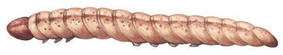 European corn borer (Ostrinia nubilalis) by Unbekannter Künstler